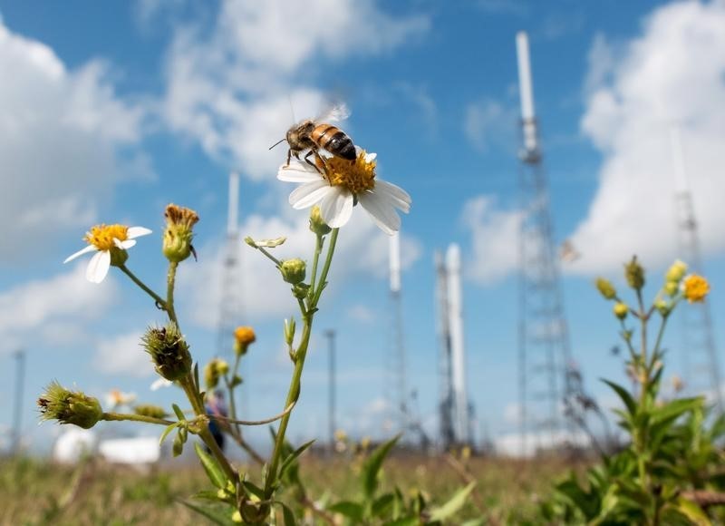 © Reuters. Sólo el 2% de las abejas hace la mayor parte del trabajo de polinización