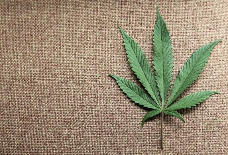 © Reuters. El apoyo a uso terapéutico de la marihuana crece en América Latina