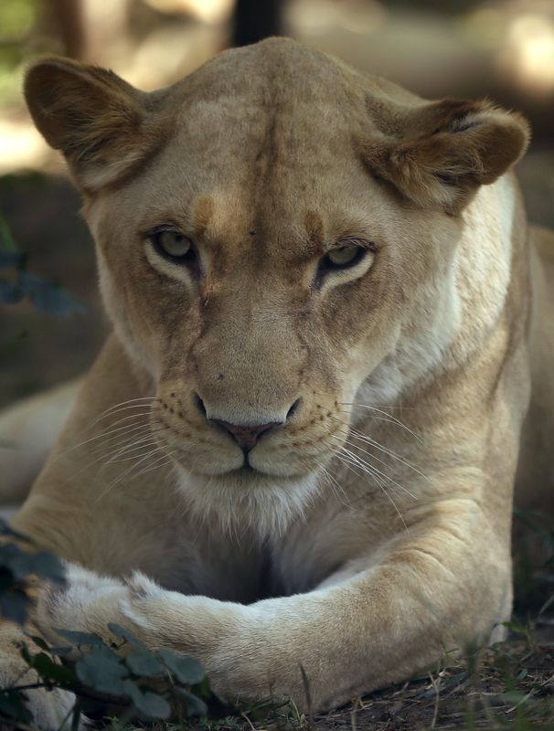 © Reuters. La lista de especies en peligro crece en 2015, de leones a orquídeas