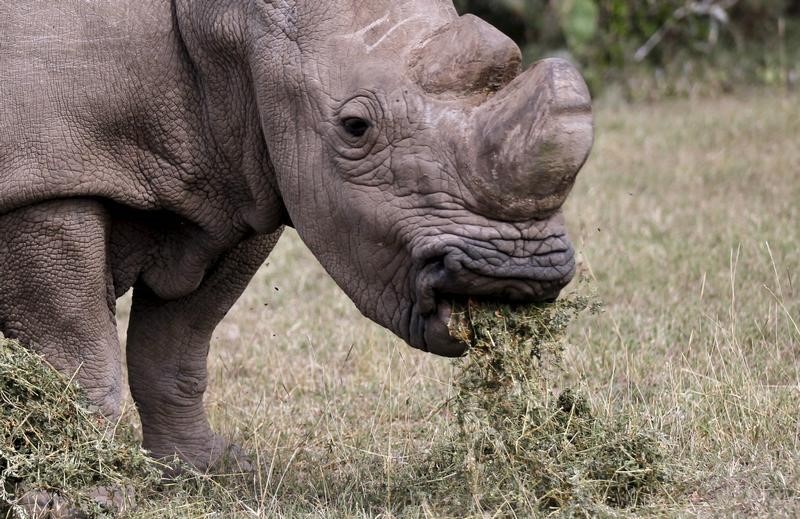 © Reuters. نفوق أحد آخر أربعة من وحيد القرن الأبيض على مستوى العالم