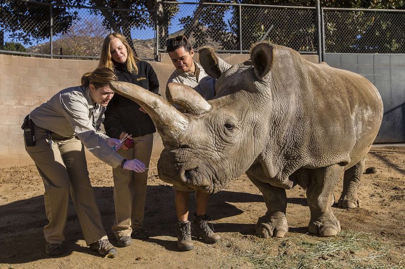© Reuters. Muere en California uno de los cuatro últimos rinocerontes blancos del mundo