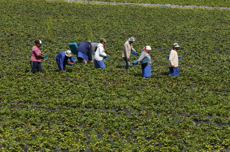 © Reuters. Los países pobres necesitan apoyo para reducir las emisiones de la agricultura - expertos