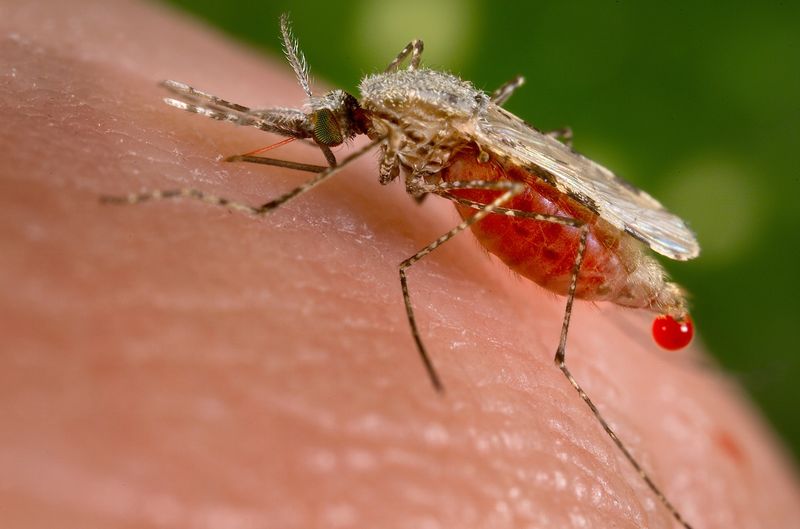 © Reuters. استنباط سلالة من البعوض ذات جينات تحول دون الاصابة بالملاريا