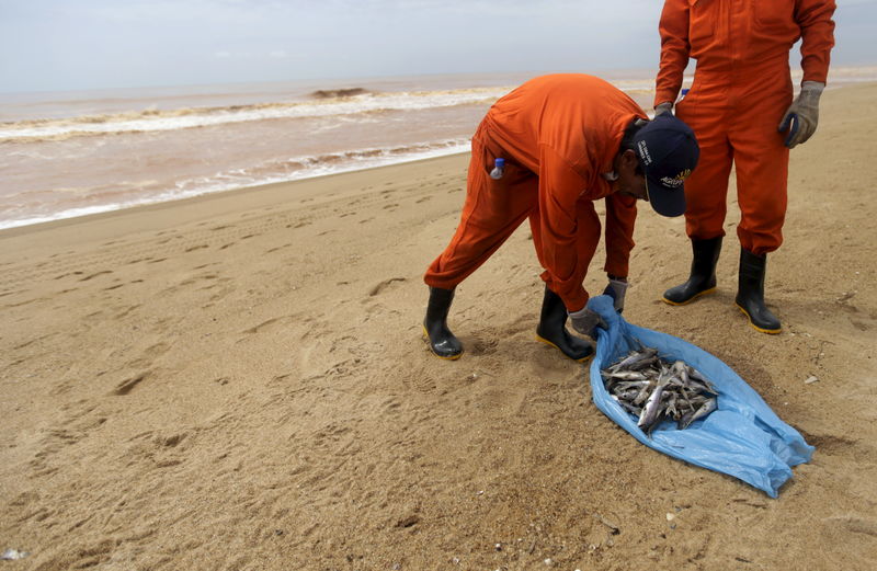© Reuters. Local fishermen work on clearing dead fish found on the beach of Povoacao Village, near the mouth of Rio Doce,  which was flooded with mud after a dam owned by Vale SA and BHP Billiton Ltd burst