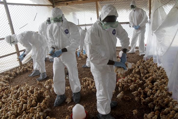 © Reuters. فرنسا تعلن ظهور إصابات بانفلونزا الطيور في جنوب غرب البلاد