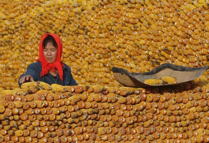 © Reuters. LA CHINE SONGE À BAISSER LE PRIX DU MAÏS POUR RÉDUIRE LES STOCKS