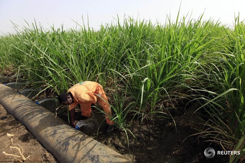 © Reuters. السودان يصبح مركزا إقليميا لواردات السكر