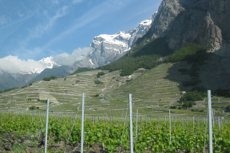© Reuters. Eulsive Swiss Alpine Wines Perfect To Drink Now