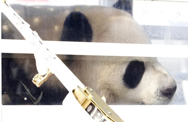 © Reuters. حديقة تورونتو تبث فيديو لتوأمين من صغار الباندا