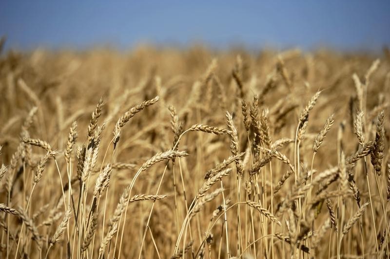 © Reuters. A wheat crop ready for harvest are seen on the Canadian prairies near Taber