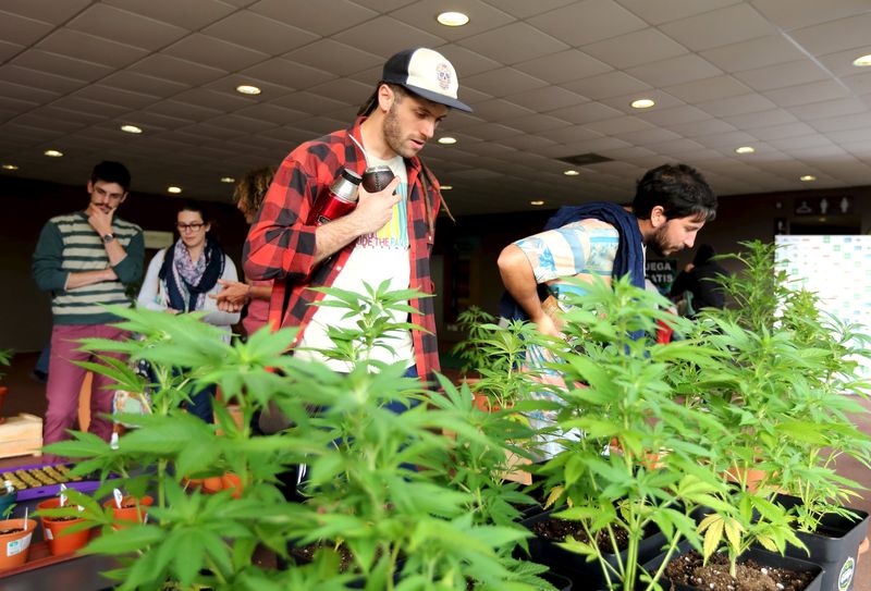 © Reuters. Uruguay venderá tres variedades de marihuana en farmacias, con genética propia