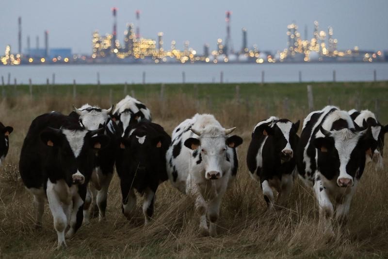 © Reuters. Estudio británico pide reducciones urgentes al uso de antibióticos en la ganadería