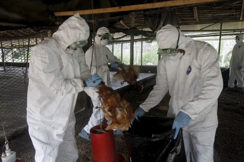 © Reuters. فرنسا تعلن اكتشاف اربع بؤر جديدة لفيروس انفلونزا الطيور
