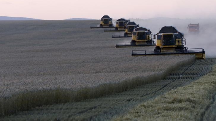 © Reuters. Комбайны убирают урожай пшеницы