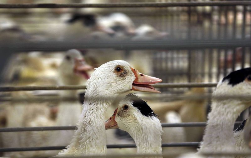 © Reuters. LA ZONE DE RESTRICTION DE GRIPPE AVIAIRE TOUCHE DIX DÉPARTEMENTS