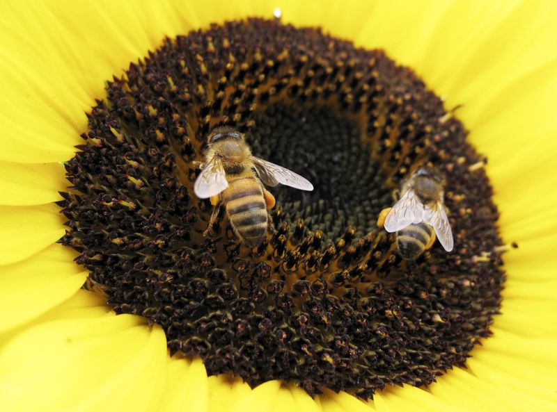 © Reuters. دراسة: تراجع أعداد النحل البري في مناطق زراعية أمريكية