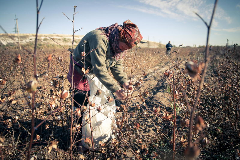 © Reuters. Anti-Slavery International photo of a cotton picker at work in Karakalpakstan, Uzbekistan