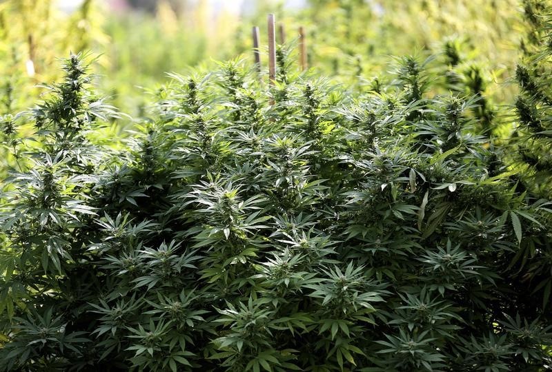 © Reuters. EEUU relaja requisitos para investigación de fármacos derivados de la marihuana