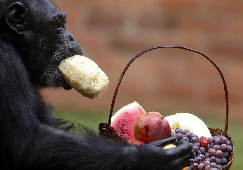 © Reuters. محاولات لرعاية الشمبانزي رغم استمرار استخدامها في تجارب طبية