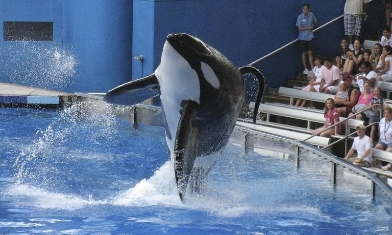 © Reuters. شركة سيوورلد الترفيهية تقاضي كاليفورنيا بشأن الحيتان