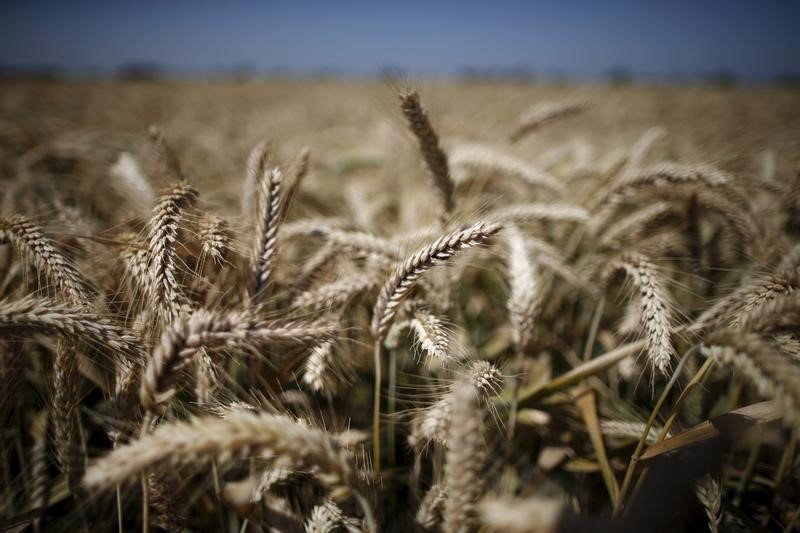 © Reuters. أسعار عقود القمح الامريكي تنهي العام منخفضة أكثر من 20 بالمئة