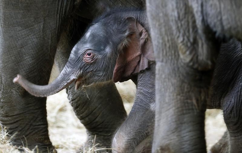 © Reuters. ولادة فيل بحديقة حيوان (تيربارك) في برلين