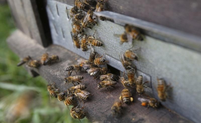 © Reuters. وكالة: رصد مبيدات شائعة مسؤولة عن هلاك أعداد كبيرة من النحل