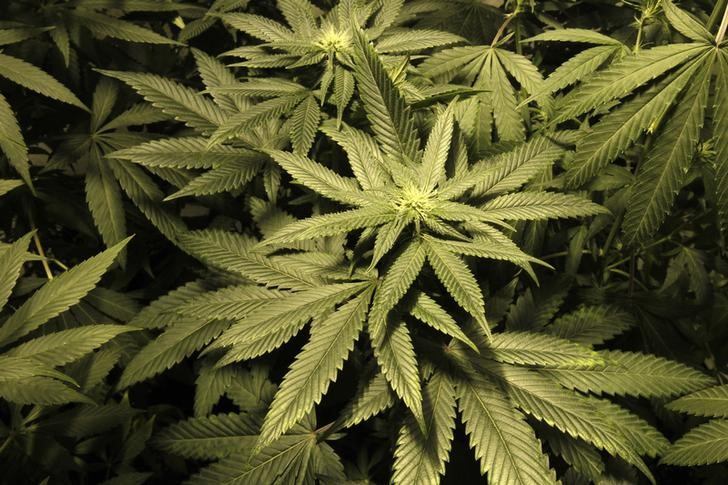 © Reuters. Marijuana plants are seen in an indoor cultivation in Montevideo