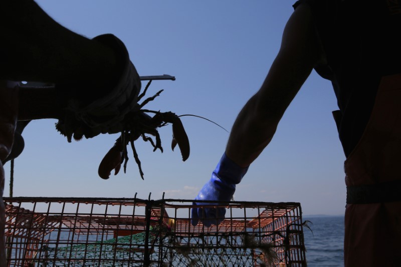 © Reuters. Lobsterman Steve Train checks a lobster while hauling traps in his boat "wild Irish Rose" in the waters off Cape Elizabeth, Maine