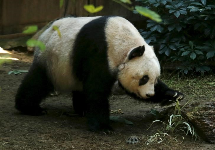 © Reuters. Panda Jia Jia vista em parque na China