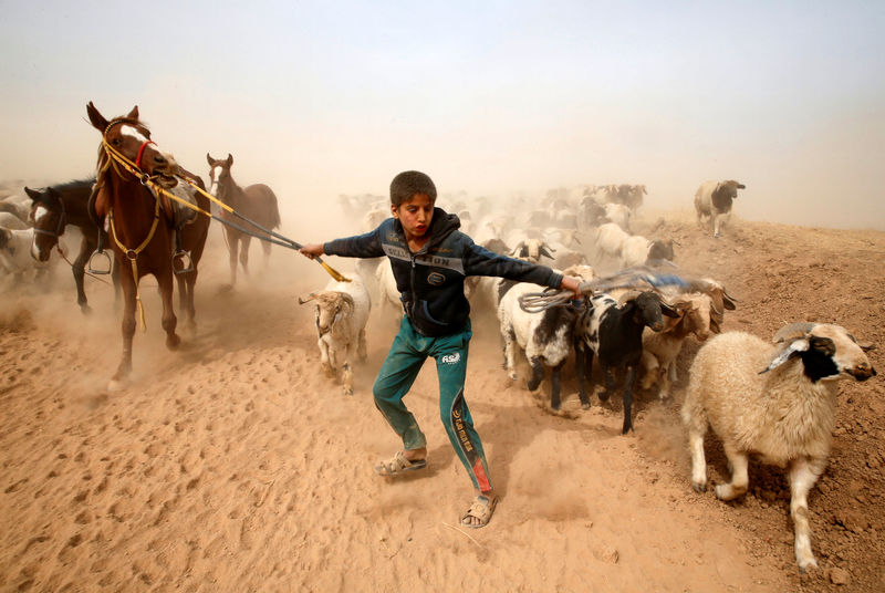 © Reuters. A displaced Iraqi boy leads his animals to safety after escaping from Islamic State controlled village of Abu Jarboa during clashes with IS militants near Mosul