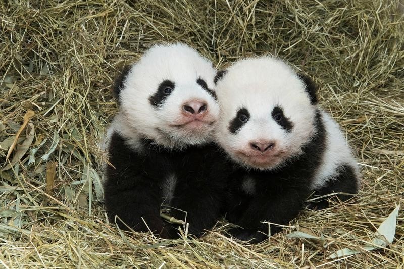 © Reuters. اختيار اسمين لتوأمي باندا في حديقة حيوان نمساوية