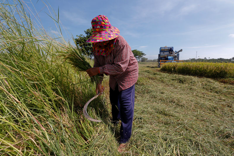 © Reuters. A farmer works in her rice field in Suphan Buri province