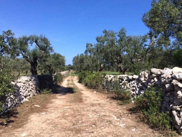 © Reuters. A grove of century-old olive trees is seen in the southern Italian village of Melendugno