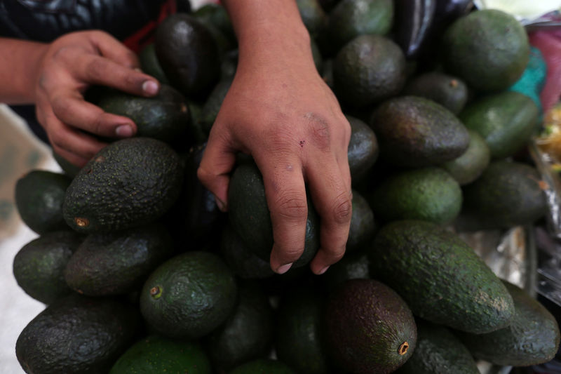 © Reuters. Desde aguacates a coches, empresarios mexicanos ven tiempos duros con Trump