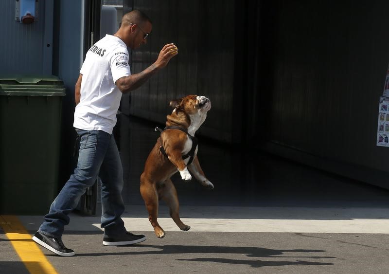 © Reuters. هاميلتون بطل فورمولا 1 يجمد السائل المنوي لكلبه روسكو