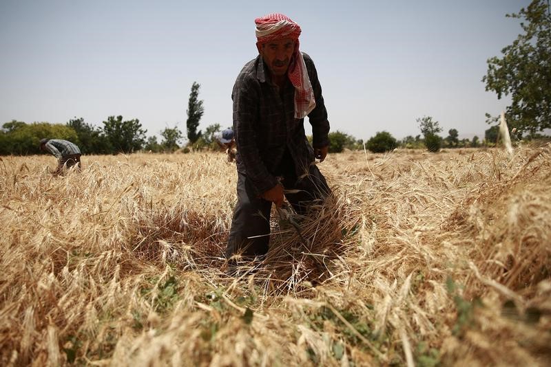 © Reuters. الأمم المتحدة: إنتاج الغذاء في سوريا عند أدنى مستوى على الإطلاق