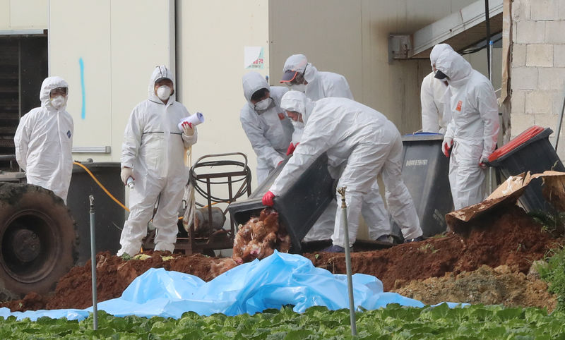 © Reuters. Autoridades da Saúde da Coreia do Sul enterram galinhas em Haenam