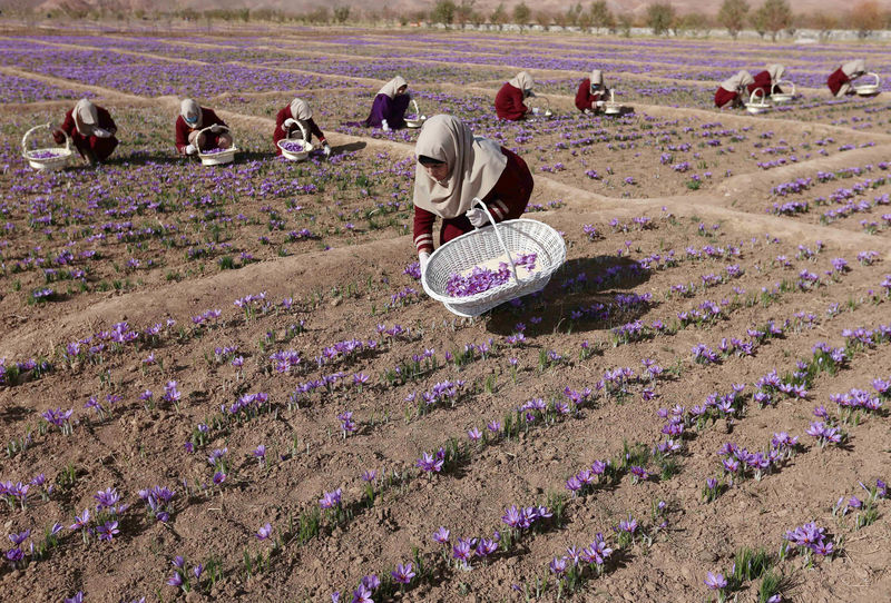 © Reuters. Afghan women collect saffron flowers in the Karukh district of Herat