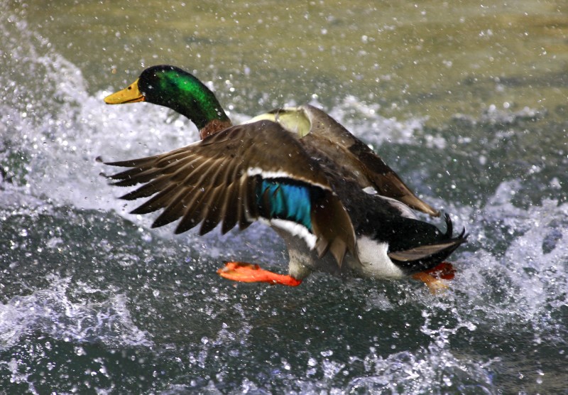 © Reuters. UN CAS DE GRIPPE AVIAIRE DANS LE PAS-DE-CALAIS