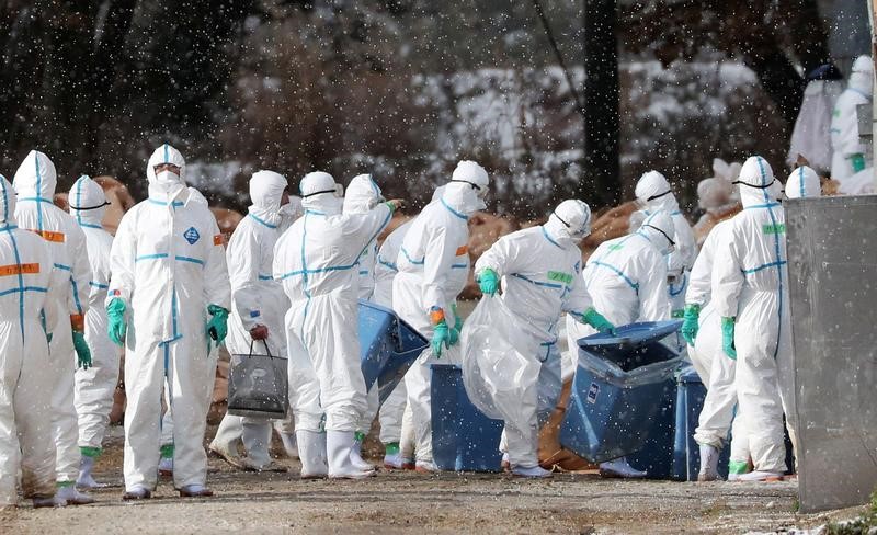 © Reuters. كيودو: إعدام مئات الآلاف من الدجاج والبط في اليابان بسبب إنفلونزا الطيور