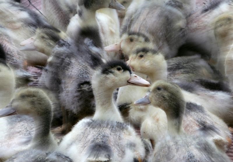 © Reuters. Francia detecta su primer caso de gripe aviar H5N8 en una granja