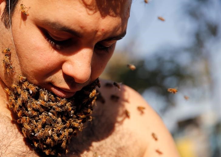 © Reuters. شاب مصري يربي "لحية من النحل" للترويج لفوائده
