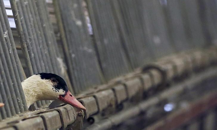 © Reuters. Pato visto em fazenda em Doazit, França