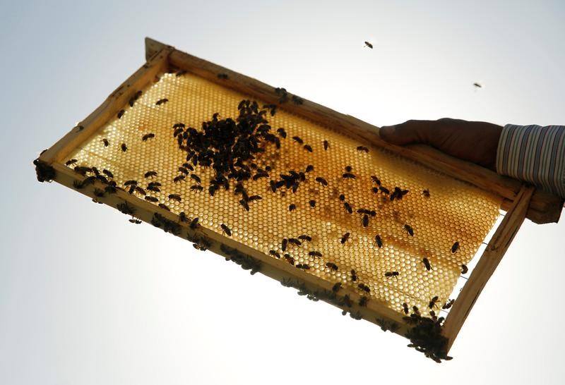 © Reuters. مربو النحل في مصر يشكون من أن نقص السكر يهدد صناعتهم