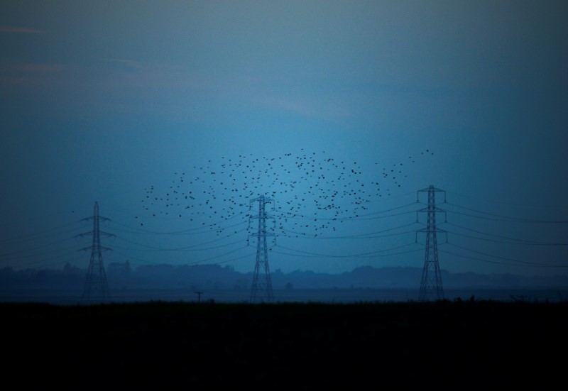 © Reuters. Migrating starlings fly at dusk past electricity pylons silhouetted by the sunset of a clear autumn evening in the Kent countryside,  in Graveney, Britain