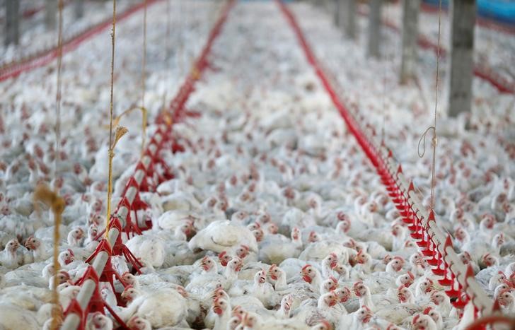 © Reuters. Frangos vistos em fazenda no Paraná