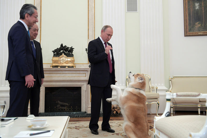 © Reuters. Russian President Putin plays with his dog Yume before giving interview to Japanese Nippon Television and Yomiuri newspaper at Kremlin in Moscow