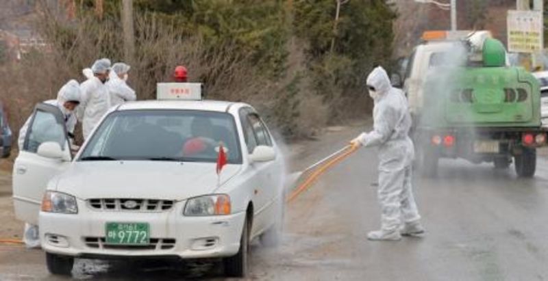 © Reuters. كوريا الجنوبية تأمر بأكبر عملية إعدام للدواجن لاحتواء أنفلونزا الطيور