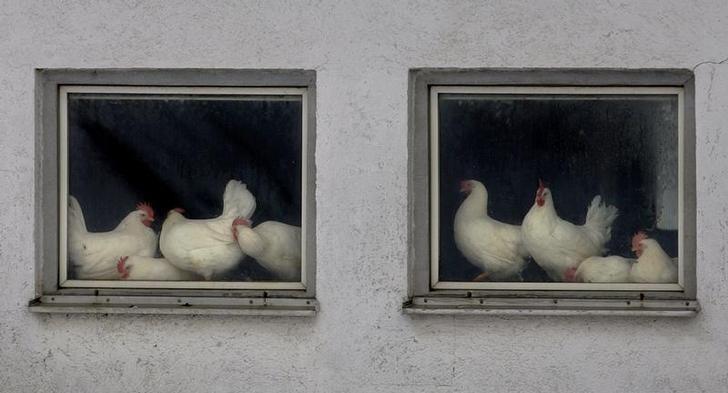 © Reuters. Aves vistas em fazenda em Munique, Alemanha